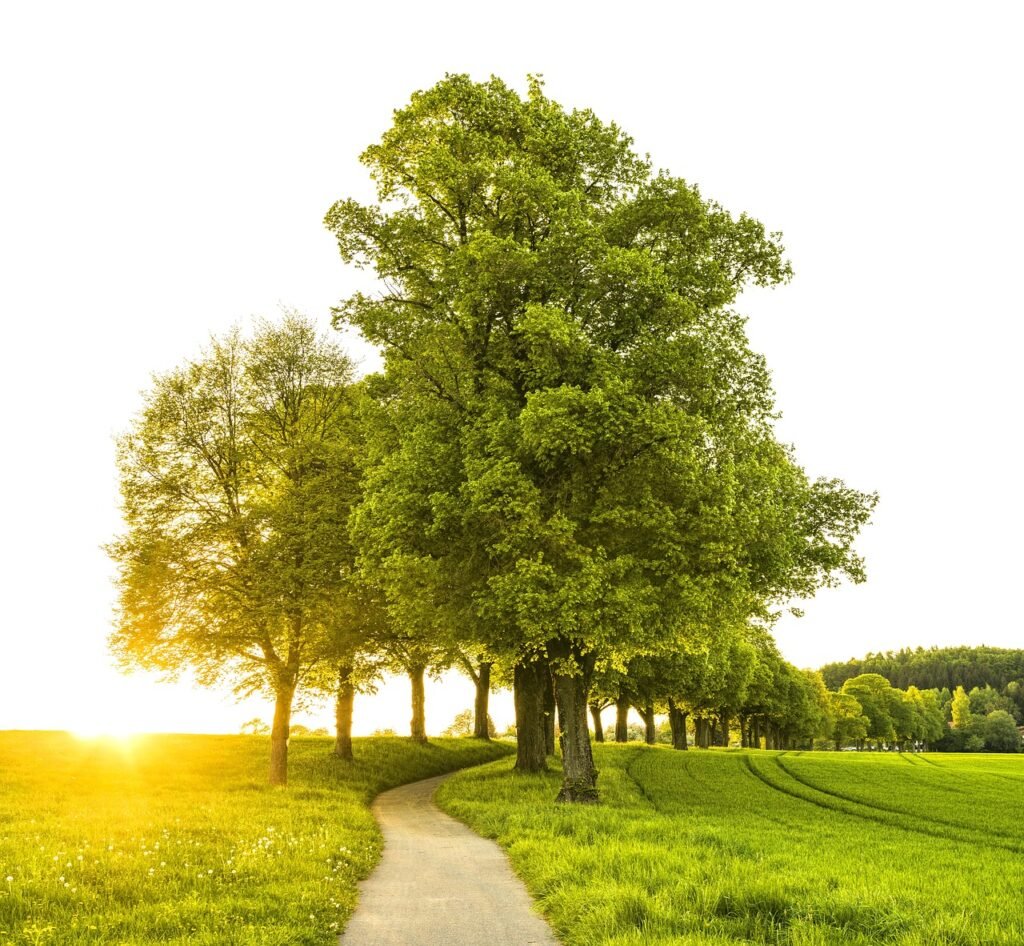 sunset, path, trees-3385955.jpg