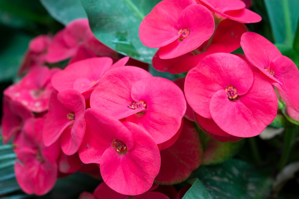 Adenium plant